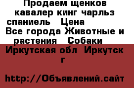 Продаем щенков кавалер кинг чарльз спаниель › Цена ­ 60 000 - Все города Животные и растения » Собаки   . Иркутская обл.,Иркутск г.